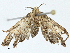 ( - BIOUG97787-F11)  @11 [ ] CreativeCommons - Attribution (2023) CBG Photography Group Centre for Biodiversity Genomics
