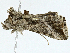 ( - BIOUG97787-G03)  @11 [ ] CreativeCommons - Attribution (2023) CBG Photography Group Centre for Biodiversity Genomics