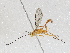 (Eurycryptus - CBG-A05380-F05)  @11 [ ] CreativeCommons - Attribution (2023) CBG Photography Group Centre for Biodiversity Genomics