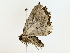  ( - BIOUG85239-F01)  @11 [ ] CreativeCommons - Attribution (2022) CBG Photography Group Centre for Biodiversity Genomics