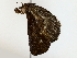  ( - BIOUG85239-H03)  @11 [ ] CreativeCommons - Attribution (2022) CBG Photography Group Centre for Biodiversity Genomics