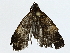  ( - BIOUG85498-C03)  @11 [ ] CreativeCommons - Attribution (2022) CBG Photography Group Centre for Biodiversity Genomics
