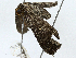  ( - BIOUG99480-A11)  @11 [ ] CreativeCommons - Attribution (2023) CBG Photography Group Centre for Biodiversity Genomics
