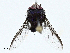  (Chrysomya inclinata - BIOUG99480-B10)  @11 [ ] CreativeCommons - Attribution (2023) CBG Photography Group Centre for Biodiversity Genomics