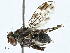  (Cestrotus - BIOUG99480-B11)  @11 [ ] CreativeCommons - Attribution (2023) CBG Photography Group Centre for Biodiversity Genomics