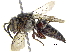  (Coelioxys tolteca - 06743C12-ARG)  @11 [ ] CreativeCommons - Attribution (2016) CBG Photography Group Centre for Biodiversity Genomics