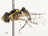  (Allograpta fuscotibialis - CBG-B07467-B04)  @11 [ ] CreativeCommons - Attribution Share - Alike (2025) CBG Photography Group Centre for Biodiversity Genomics