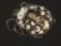  ( - CNC-IMS090038.002)  @14 [ ] CreativeCommons - Attribution (2010) Unspecified Centre for Biodiversity Genomics