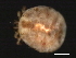  (Hydryphantes sp0940A - CNC-IMS090040.003)  @12 [ ] CreativeCommons - Attribution (2010) Unspecified Centre for Biodiversity Genomics