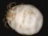 (Hydryphantes sp0941A - CNC-IMS090041.004)  @12 [ ] CreativeCommons - Attribution (2010) Unspecified Centre for Biodiversity Genomics
