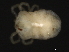  ( - CNC-IMS090041.007)  @13 [ ] CreativeCommons - Attribution (2010) Unspecified Centre for Biodiversity Genomics