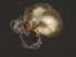  ( - CNC-IMS090043.007)  @12 [ ] CreativeCommons - Attribution (2010) Unspecified Centre for Biodiversity Genomics