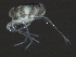  ( - CNC-IMS090044.016)  @14 [ ] CreativeCommons - Attribution (2010) Unspecified Centre for Biodiversity Genomics