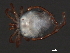  ( - CNC-IMS090044.036)  @11 [ ] CreativeCommons - Attribution (2010) Unspecified Centre for Biodiversity Genomics