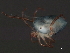  ( - CNC-IMS090044.038)  @11 [ ] CreativeCommons - Attribution (2010) Unspecified Centre for Biodiversity Genomics