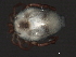  ( - CNC-IMS090044.041)  @11 [ ] CreativeCommons - Attribution (2010) Unspecified Centre for Biodiversity Genomics