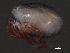  ( - CNC-IMS090044.043)  @11 [ ] CreativeCommons - Attribution (2010) Unspecified Centre for Biodiversity Genomics