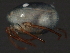  ( - CNC-IMS090044.044)  @11 [ ] CreativeCommons - Attribution (2010) Unspecified Centre for Biodiversity Genomics