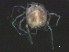  ( - CNC-IMS090047.007)  @14 [ ] CreativeCommons - Attribution (2010) Unspecified Centre for Biodiversity Genomics