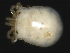  ( - CNC-IMS090049.003)  @13 [ ] CreativeCommons - Attribution (2010) Unspecified Centre for Biodiversity Genomics