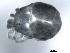  (Limnesia sp0949A - CNC-IMS090049.006)  @13 [ ] CreativeCommons - Attribution (2010) Unspecified Centre for Biodiversity Genomics