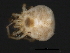  (Hydryphantes sp0951A - CNC-IMS090051.002)  @13 [ ] CreativeCommons - Attribution (2010) Unspecified Centre for Biodiversity Genomics