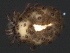  ( - CNC-IMS090052.003)  @13 [ ] CreativeCommons - Attribution (2010) Unspecified Centre for Biodiversity Genomics