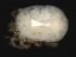  ( - CNC-IMS090053.003)  @11 [ ] CreativeCommons - Attribution (2010) Unspecified Centre for Biodiversity Genomics