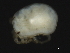  ( - CNC-IMS090053.006)  @13 [ ] CreativeCommons - Attribution (2010) Unspecified Centre for Biodiversity Genomics