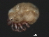  ( - CNC-IMS090053.016)  @12 [ ] CreativeCommons - Attribution (2010) Unspecified Centre for Biodiversity Genomics