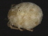 (Hydryphantes sp0955A - CNC-IMS090055.004)  @12 [ ] CreativeCommons - Attribution (2010) Unspecified Centre for Biodiversity Genomics