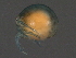  ( - CNC-IMS090055.005)  @11 [ ] CreativeCommons - Attribution (2010) Unspecified Centre for Biodiversity Genomics