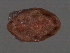  ( - CNC-IMS090055.006)  @13 [ ] CreativeCommons - Attribution (2010) Unspecified Centre for Biodiversity Genomics