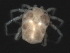  ( - CNC-IMS090058-012)  @12 [ ] CreativeCommons - Attribution (2010) Unspecified Centre for Biodiversity Genomics