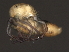  ( - CNC-IMS090058-024)  @11 [ ] CreativeCommons - Attribution (2010) Unspecified Centre for Biodiversity Genomics