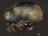  ( - CNC-IMS090059-017)  @13 [ ] CreativeCommons - Attribution (2010) Unspecified Centre for Biodiversity Genomics