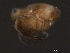  ( - CNC-IMS090062-011)  @12 [ ] CreativeCommons - Attribution (2010) Unspecified Centre for Biodiversity Genomics