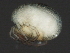  ( - CNC-IMS090063.027)  @11 [ ] CreativeCommons - Attribution (2010) Unspecified Centre for Biodiversity Genomics