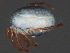  ( - CNC-IMS090063.037)  @14 [ ] CreativeCommons - Attribution (2010) Unspecified Centre for Biodiversity Genomics