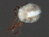 ( - CNC-IMS090063.038)  @14 [ ] CreativeCommons - Attribution (2010) Unspecified Centre for Biodiversity Genomics