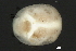  ( - CNC-IMS090033.024)  @11 [ ] CreativeCommons - Attribution (2010) Unspecified Centre for Biodiversity Genomics