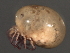  ( - CNC-IMS090034.014)  @13 [ ] CreativeCommons - Attribution (2010) Unspecified Centre for Biodiversity Genomics