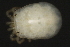  ( - CNC-IMS090035.005)  @12 [ ] CreativeCommons - Attribution (2010) Unspecified Centre for Biodiversity Genomics