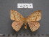  ( - BC-MNHN0333)  @12 [ ] Copyright (2011) Stefan Naumann Research Collection of Stefan Naumann
