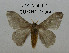  (Hylesia cedomnibus - CO1-AK4)  @11 [ ] By-SA Creative Common (2020) Frederic Beneluz Research collection of Frederic Beneluz