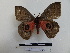  ( - BC-MNHN-LEP00572)  @11 [ ] Copyright (2019) Rodolphe Rougerie Museum national d'Histoire naturelle