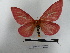  ( - BC-MNHN-LEP00616)  @11 [ ] Copyright (2019) Rodolphe Rougerie Museum national d'Histoire naturelle