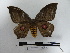  ( - BC-MNHN-LEP00620)  @12 [ ] Copyright (2019) Rodolphe Rougerie Museum national d'Histoire naturelle