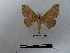  ( - BC-MNHN-LEP00777)  @11 [ ] Copyright (2019) Rodolphe Rougerie Museum national d'Histoire naturelle