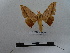  ( - BC-MNHN-LEP00784)  @11 [ ] Copyright (2019) Rodolphe Rougerie Museum national d'Histoire naturelle